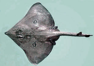 Dipturus sp. cf. flossada_05.jpg